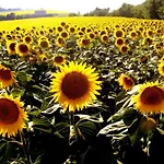 Country house Al Castello Di Montalfoglio *