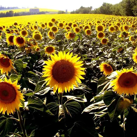 Landsted Al Castello Di Montalfoglio *