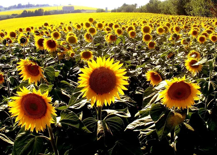 Gospodarstwo wiejskie Al Castello Di Montalfoglio *